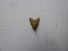 Aglossa dimidiatus