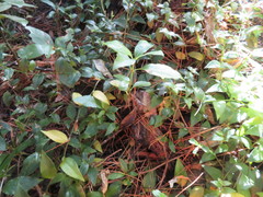 Coprosma macrocarpa minor