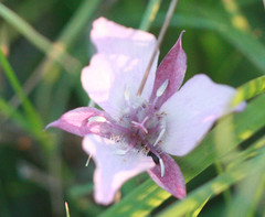 Calochortus umbellatus