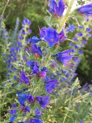 Echium vulgare