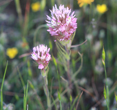 Castilleja densiflora
