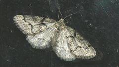 Tephronia sepiaria