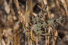 Palpares hispanus