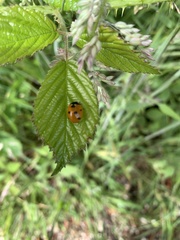 Coccinella septempunctata