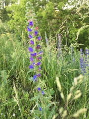 Echium vulgare