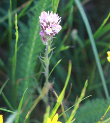 Castilleja densiflora