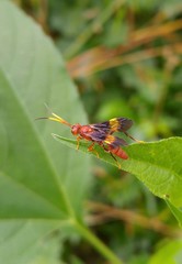 Trogomorpha arrogans