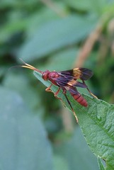 Trogomorpha arrogans