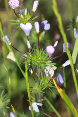 Leptosiphon androsaceus