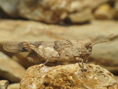 Oedipoda charpentieri