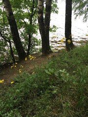 Hieracium sylvularum