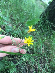 Hieracium sylvularum