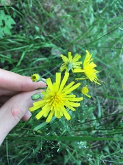 Hieracium sylvularum