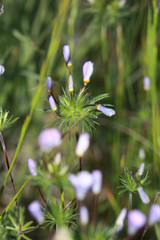Leptosiphon androsaceus
