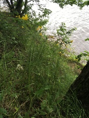 Hieracium sylvularum