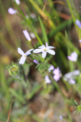 Leptosiphon androsaceus