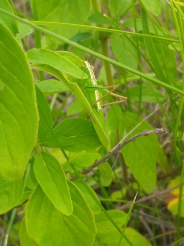 Photo of Bicolour Meadow Bush-cricket (Bicolorana bicolor)