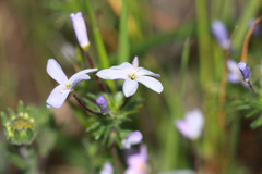 Leptosiphon androsaceus
