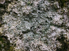 Pertusaria superiana