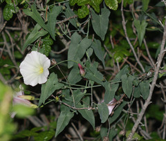 Calystegia purpurata