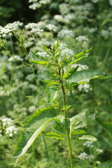 Rumex obtusifolius