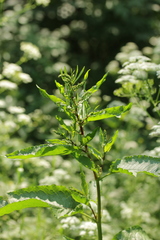 Rumex obtusifolius