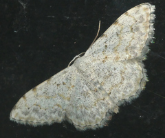 Scopula submutata