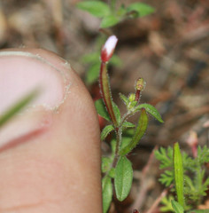 Epilobium minutum