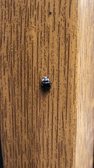 Coccinellidae