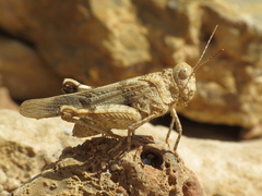 Oedipoda charpentieri