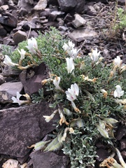Astragalus brevifolius
