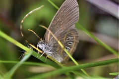 Neonympha areolatus