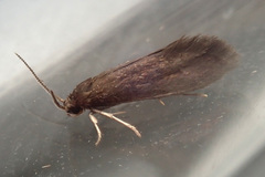 Psychoides verhuella