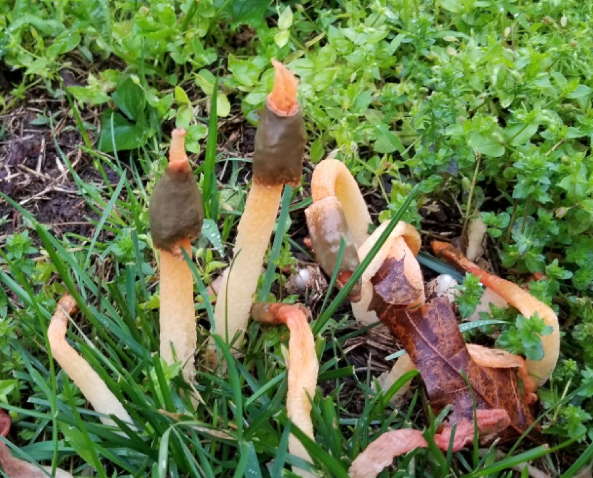 Phallus rubicundus image