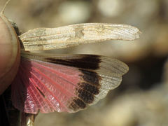 Oedipoda charpentieri