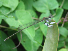 Platycnemis phyllopoda