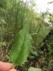 Hieracium sylvularum