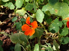 Tropaeolum majus