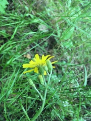 Hieracium sylvularum