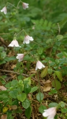 Linnaea borealis