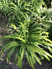 Podocarpus latifolius
