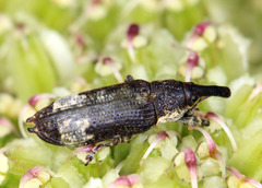 Lixus cylindrus