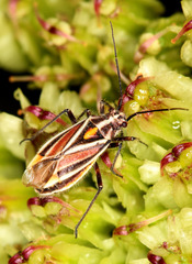 Horistus orientalis