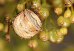 Vilpianus galii