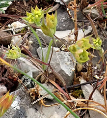 Bupleurum apiculatum