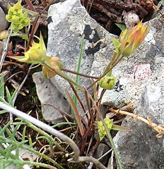 Bupleurum apiculatum