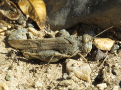 Oedipoda charpentieri