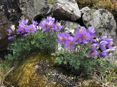 Paraquilegia microphylla