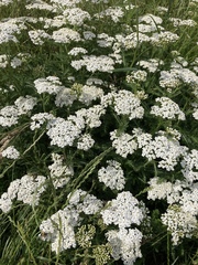 Achillea millefolium