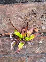 Asplenium scolopendrium